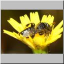 Panurgus calcaratus - Zottelbiene m001 8mm - Sandgrube Niedringhaussee det.jpg